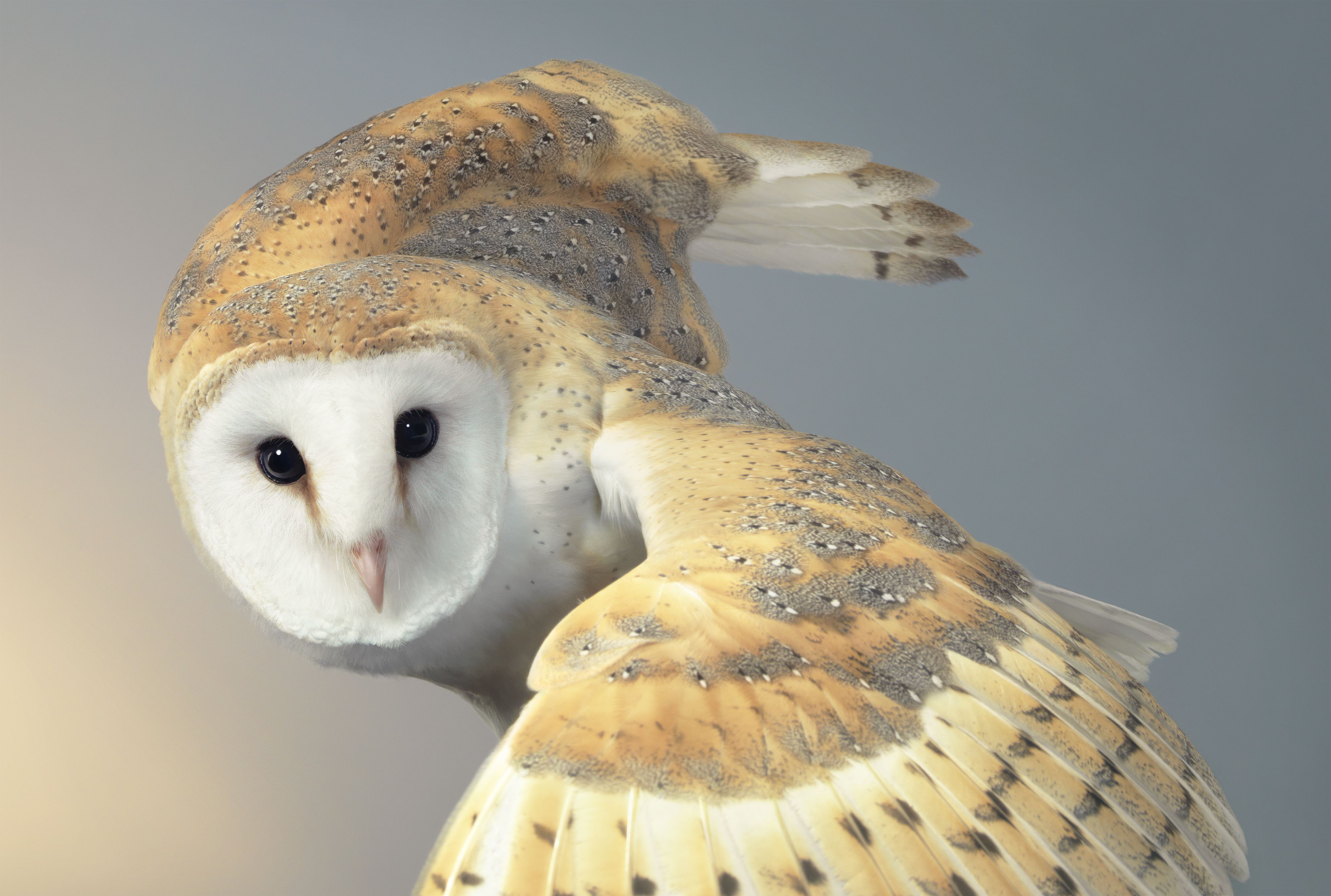 6-reasons-why-owls-make-bad-pets