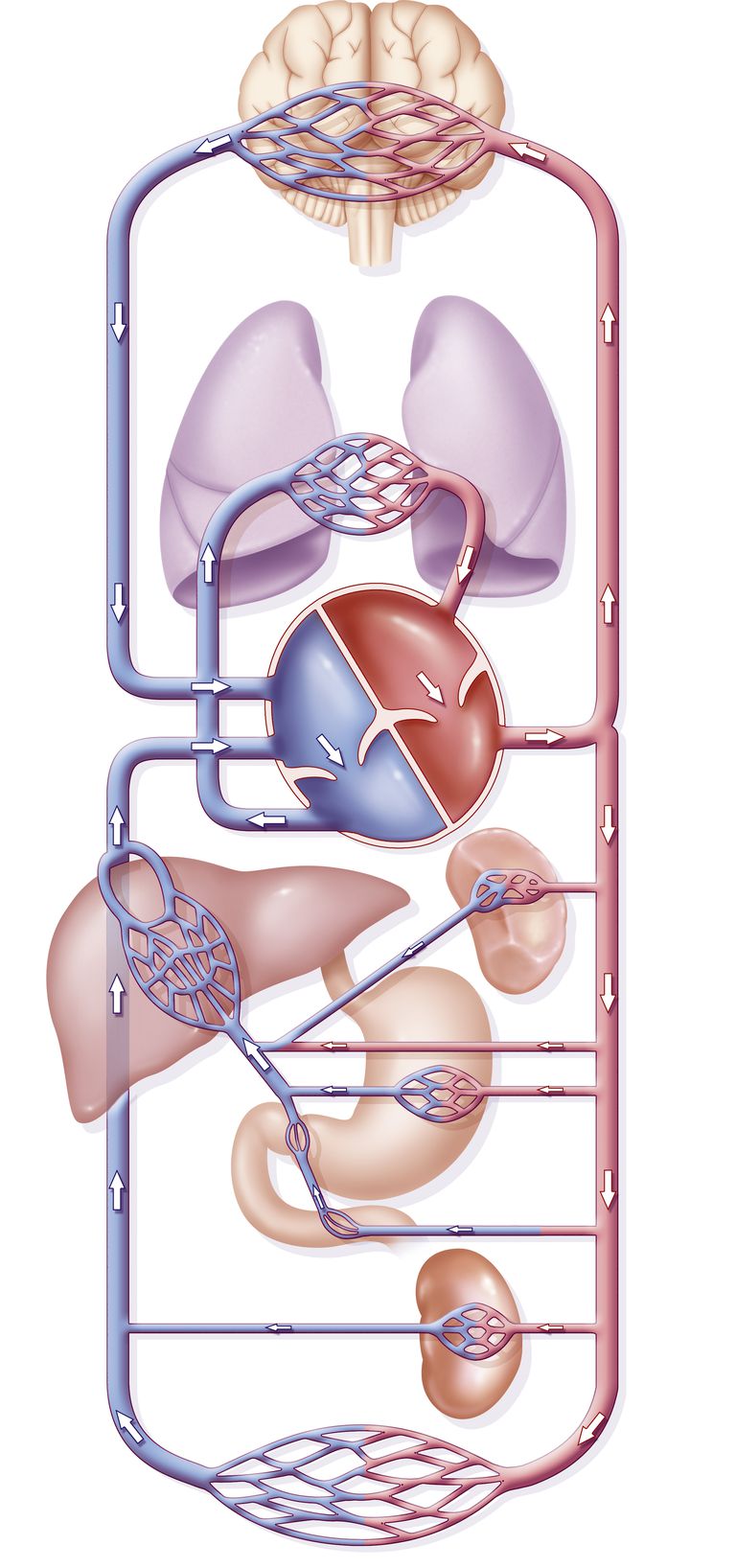 que es la circulacion pulmonar, sistema cardiovascular,