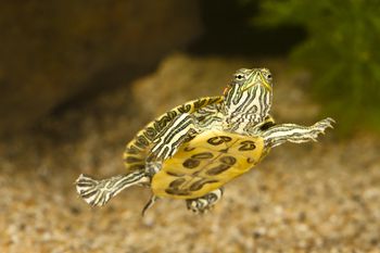 Red Eared Slider Housing