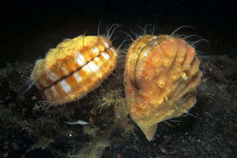 Kerang merah muda berduri ini termasuk salah satu dari sekitar 1.900 spesies bivalvia hidup.