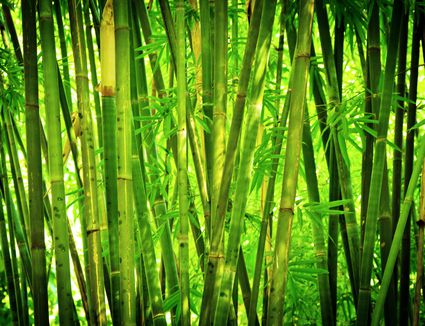 What Are the Best Growing Conditions for Bamboo?