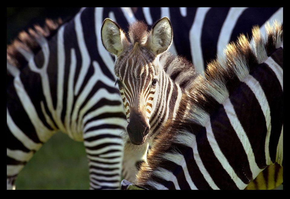 Download Baby Animals - New Arrivals at Longleat Safari Park