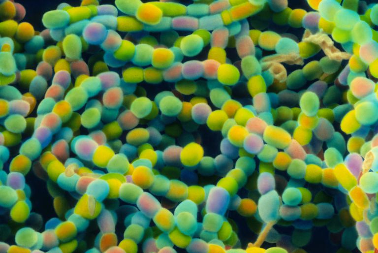 spore forming bacteria