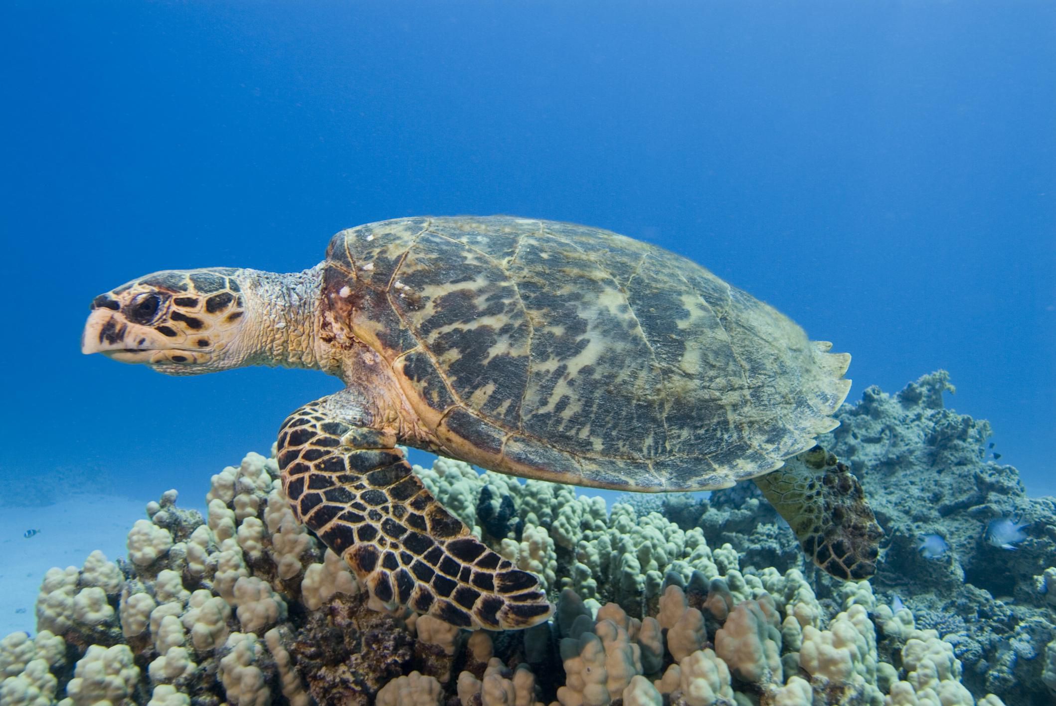 Hawksbill Sea Turtle Facts