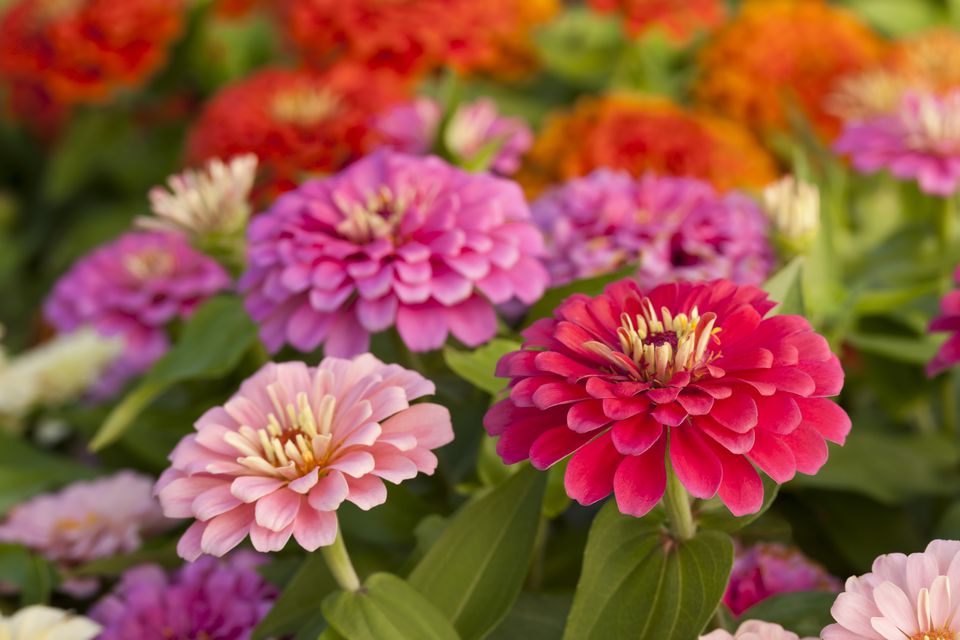 How To Grow Zinnias - A Burst Of Hot Flower Colors