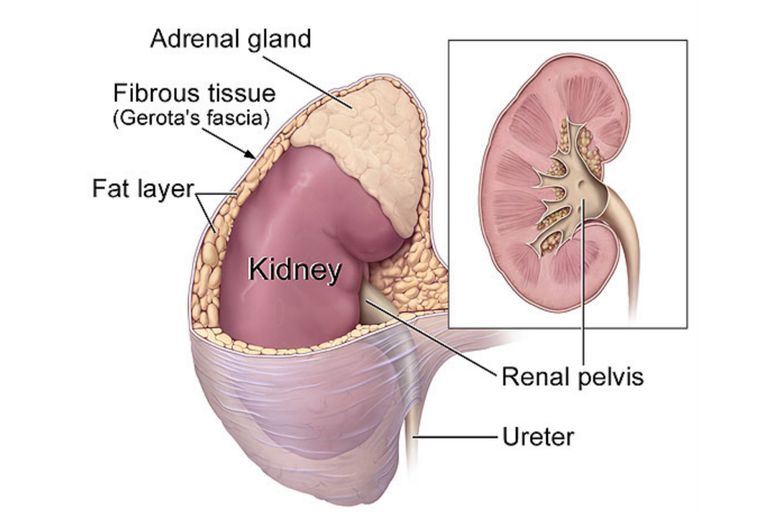 Kidney Anatomy