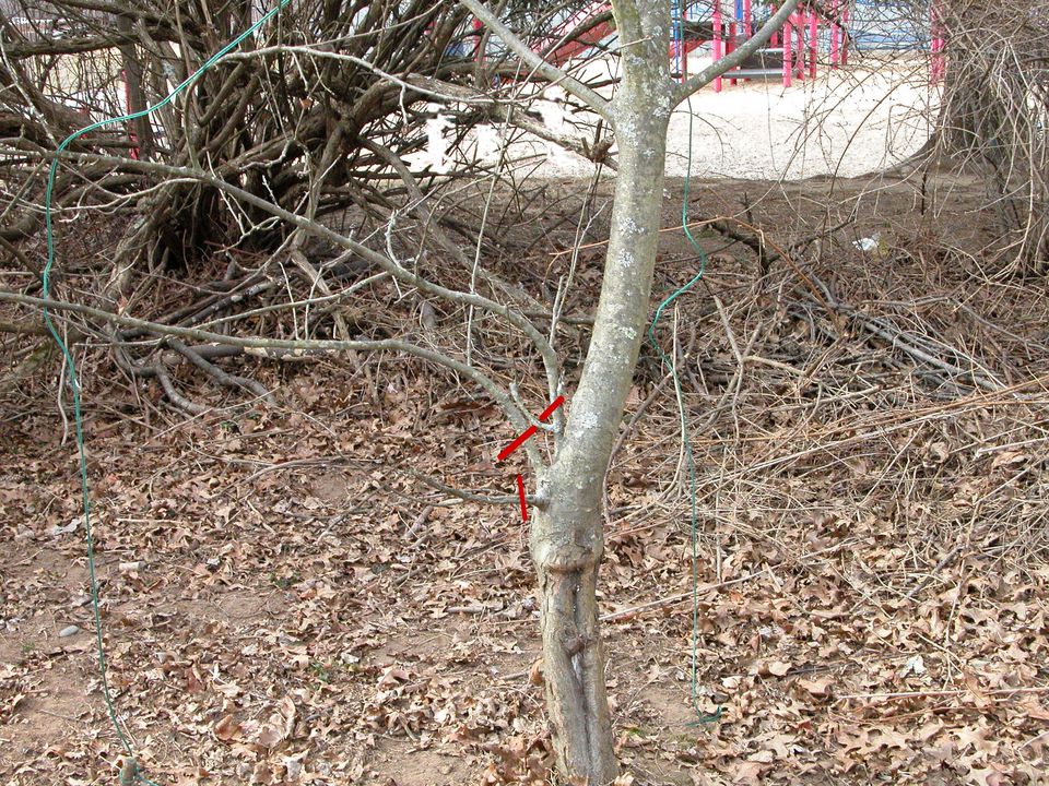 How to Prune an Overgrown Apple Tree