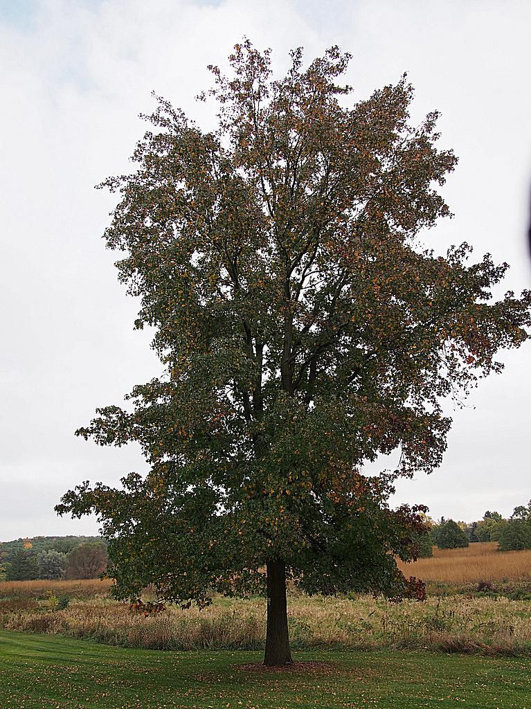 Growing American Sweetgum - Liquidambar styraciflua