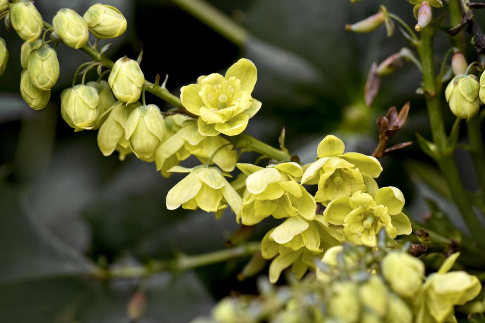 10 Best Shrubs With Yellow Flowers