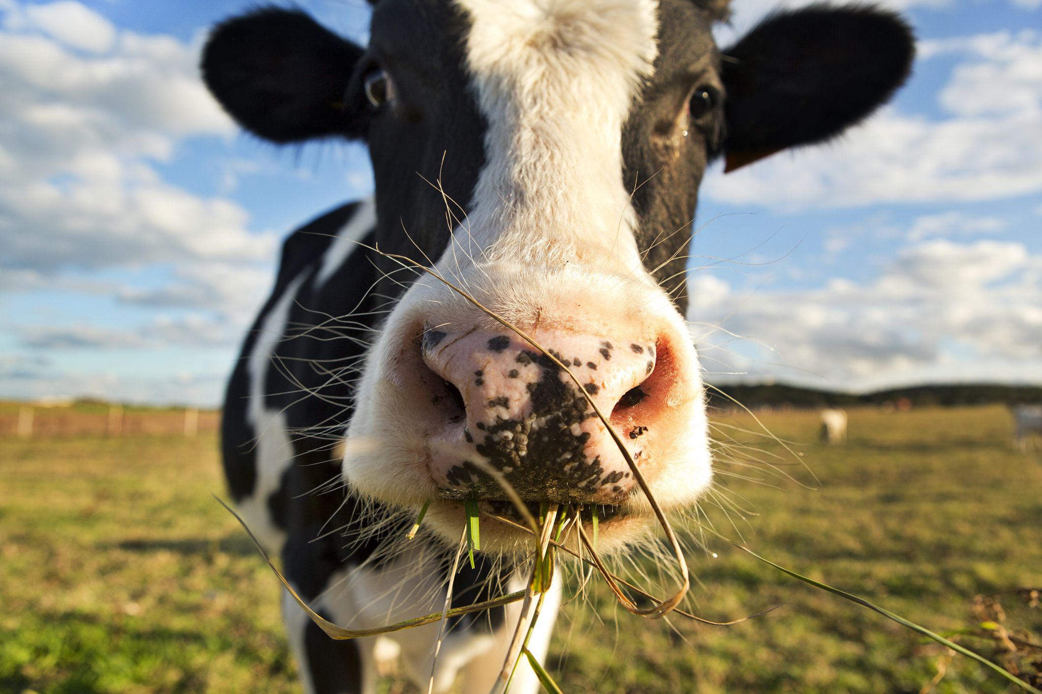 What Causes Mad  Cow  Disease 