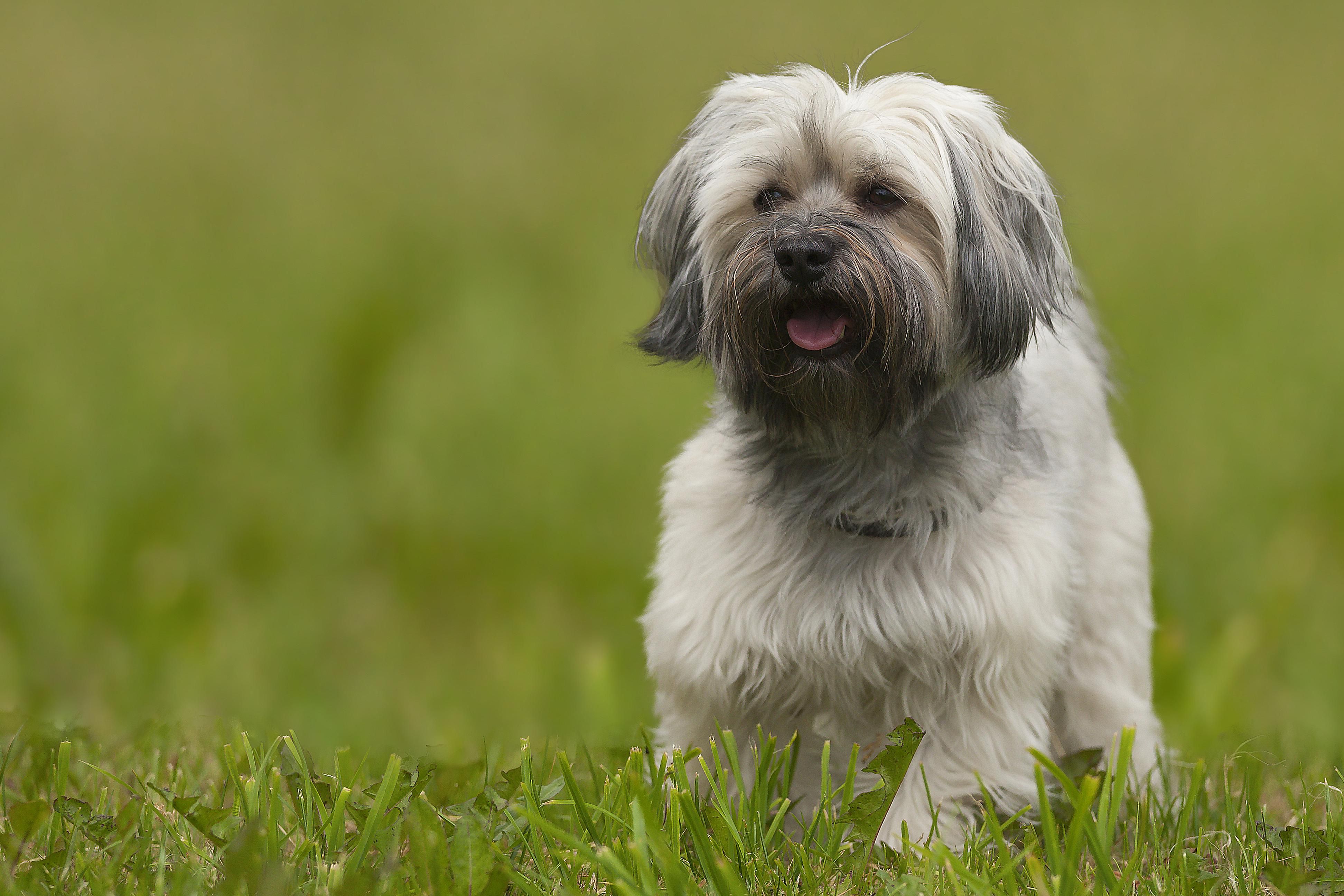 Havanese Dog Breed Profile