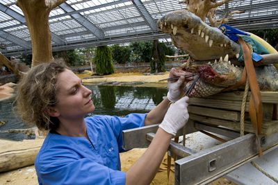 Careers With Animals: Zoo Curator