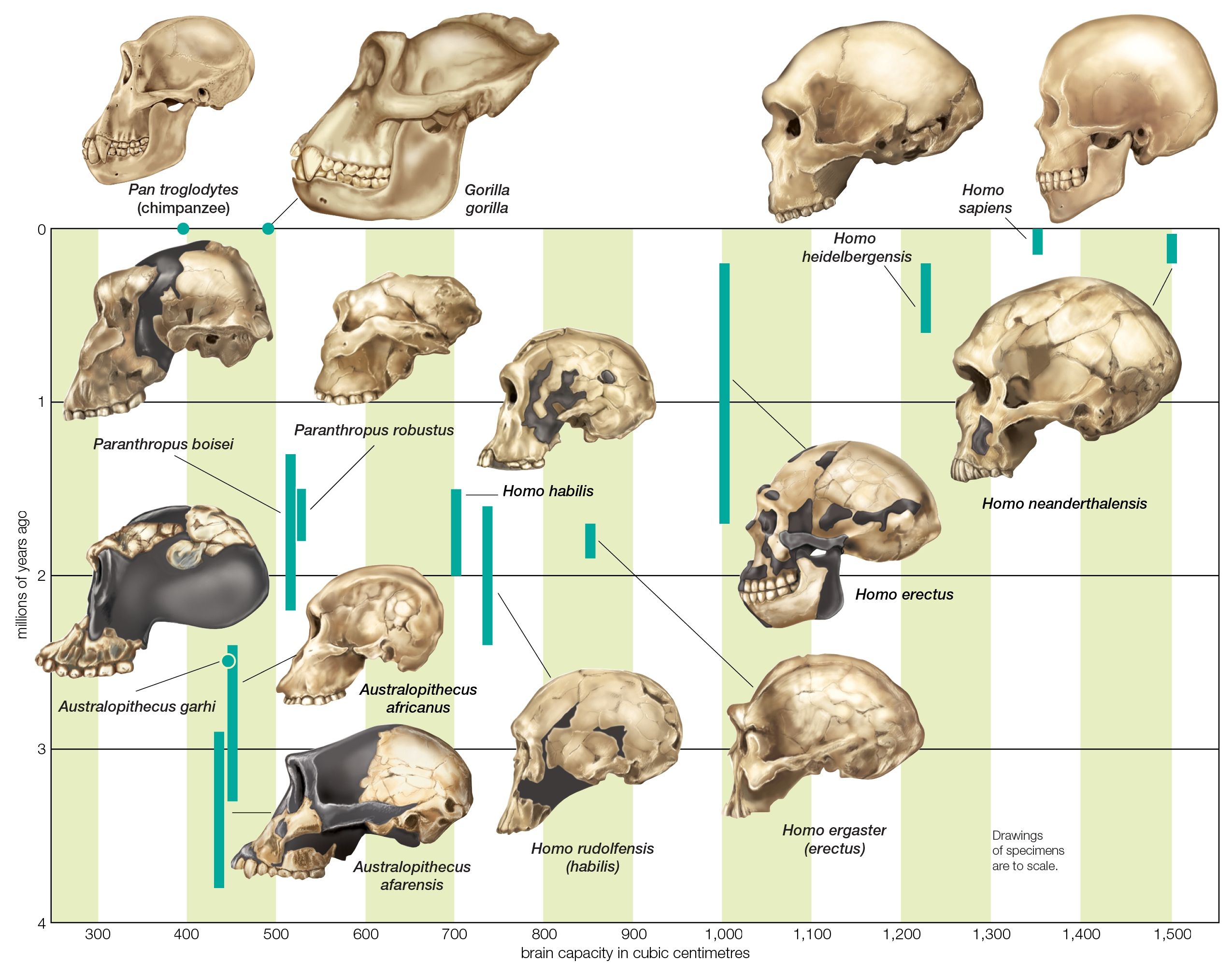 Anatomical Evidence For Evolution   The Increase In Hominin Cranial Capacity Through Various Species Over Time 141483295 58eee0ad5f9b582c4d60160d 