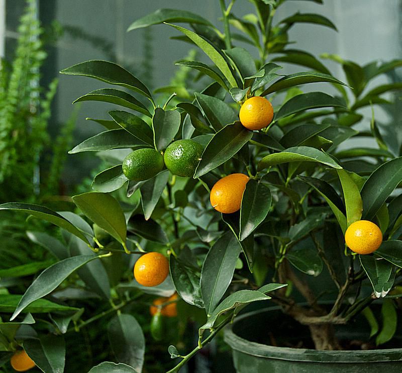 How To Grow Kumquat in Home Garden Pots