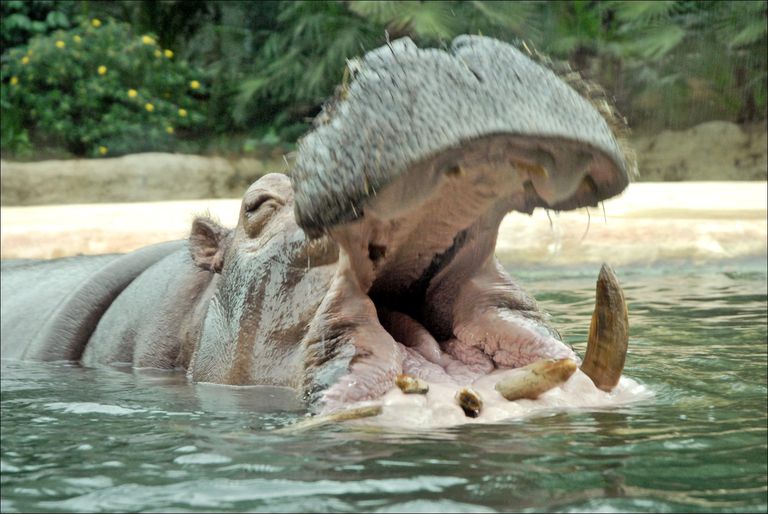 10 Essential Hippopotamus Facts