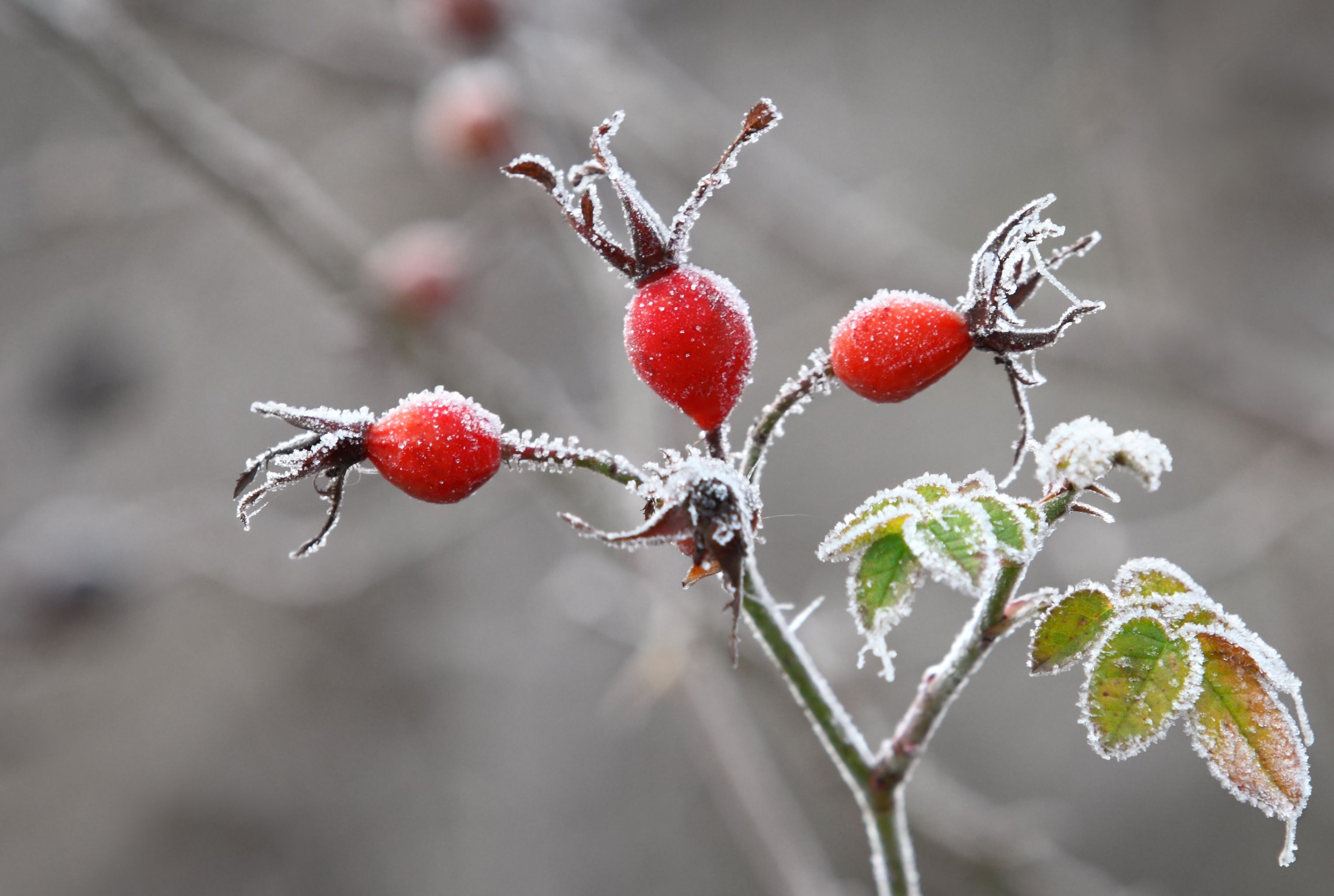 Foraging for Food in the Winter Garden