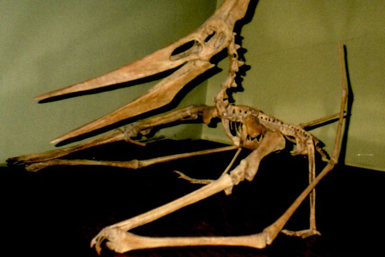 pteranodon carnivore