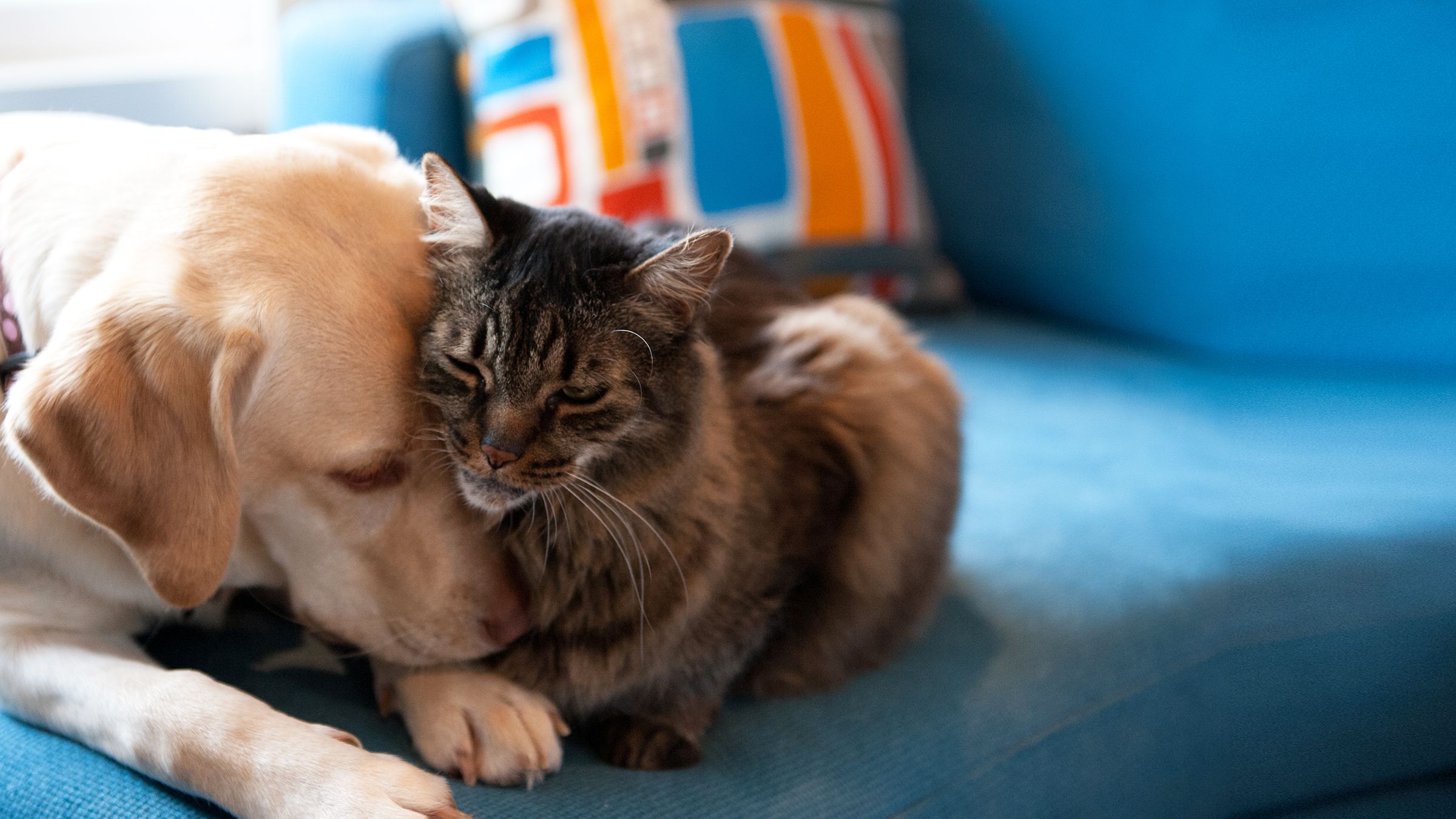 14 Ways Cats  Show Their Love  to Owners