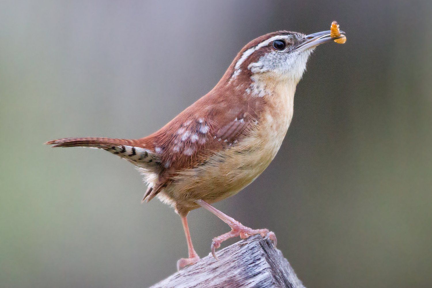 How to Attract Wrens to the Yard