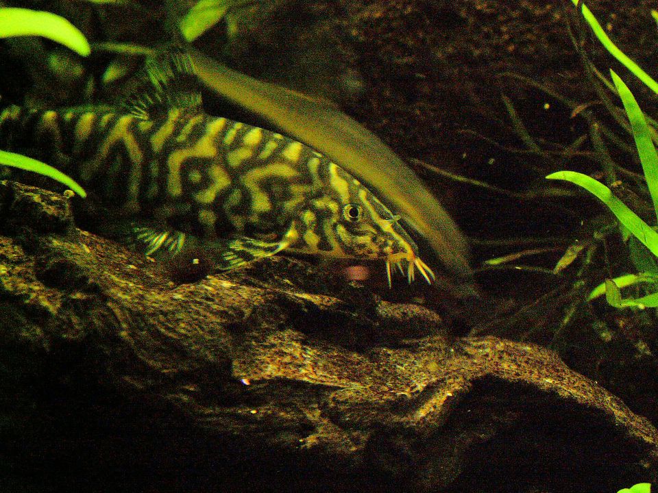  Yo Yo Loach Habitat Diet and Care