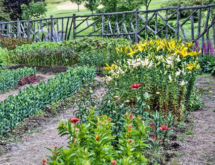 What To Plant To Keep Rabbits Away - Perennial Plants That Repel Rabbits