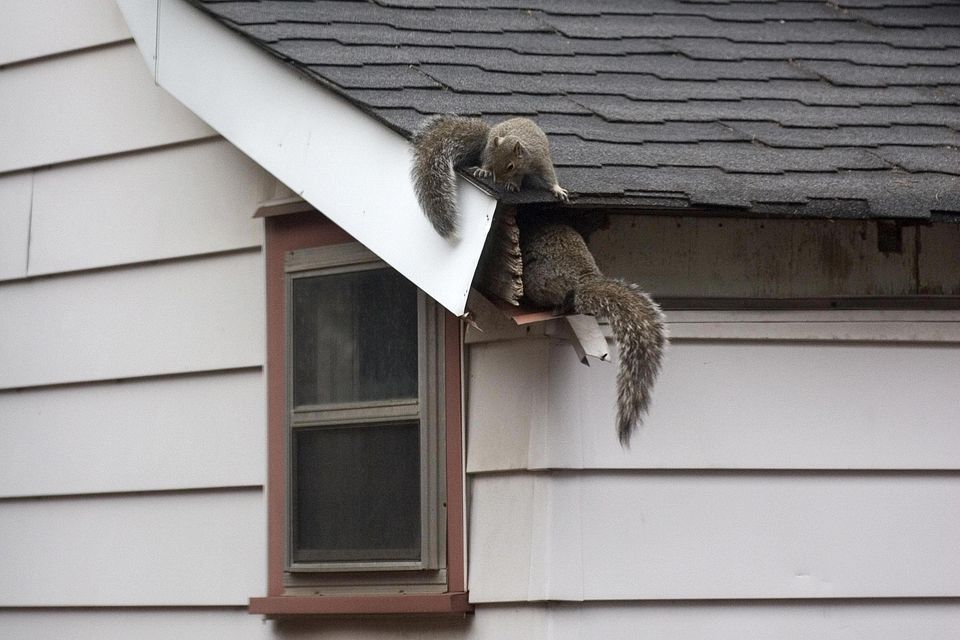 How to Get Squirrels Out of the Attic