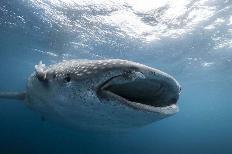 Underwater front view of whale shark feeding, mouth open, Isla Mujeres, Mexico