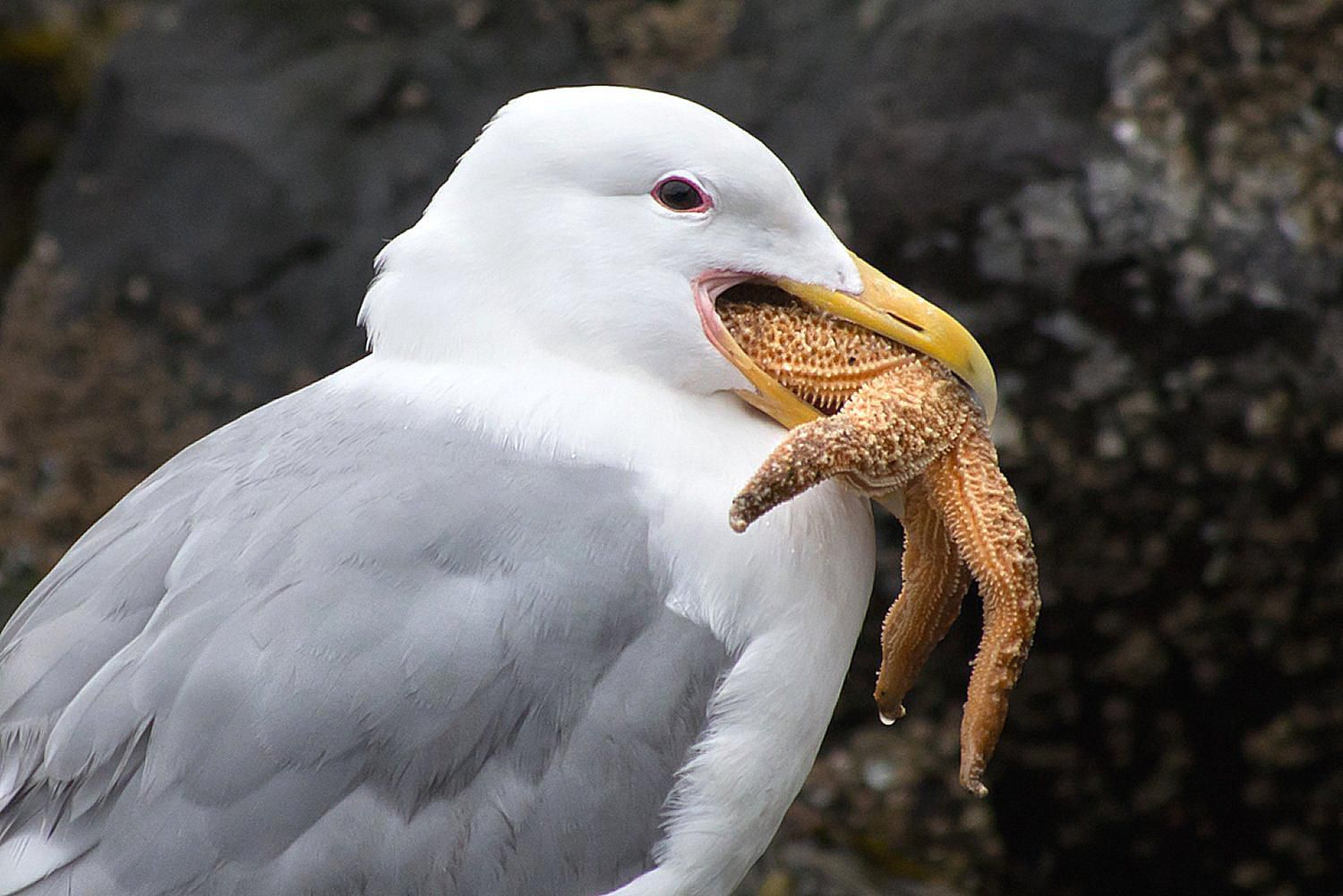 Bird Digestion - How Birds Eat