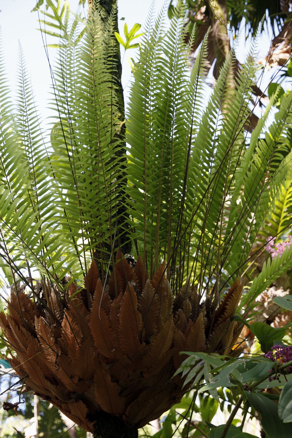 Drynaria: Growing Oak Leaf Ferns