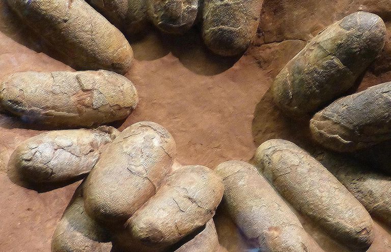 dinosaur egg laying