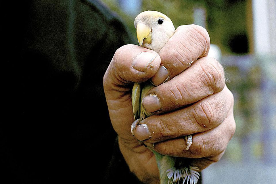 Safety Tips for Handling Parrots