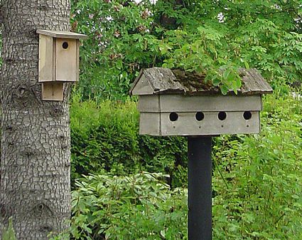 Best Dimensions for Bird House Entrance Holes