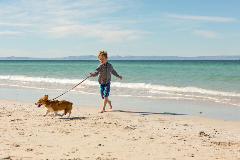 Learn About the Benefits of Dog Walking Jobs for Kids