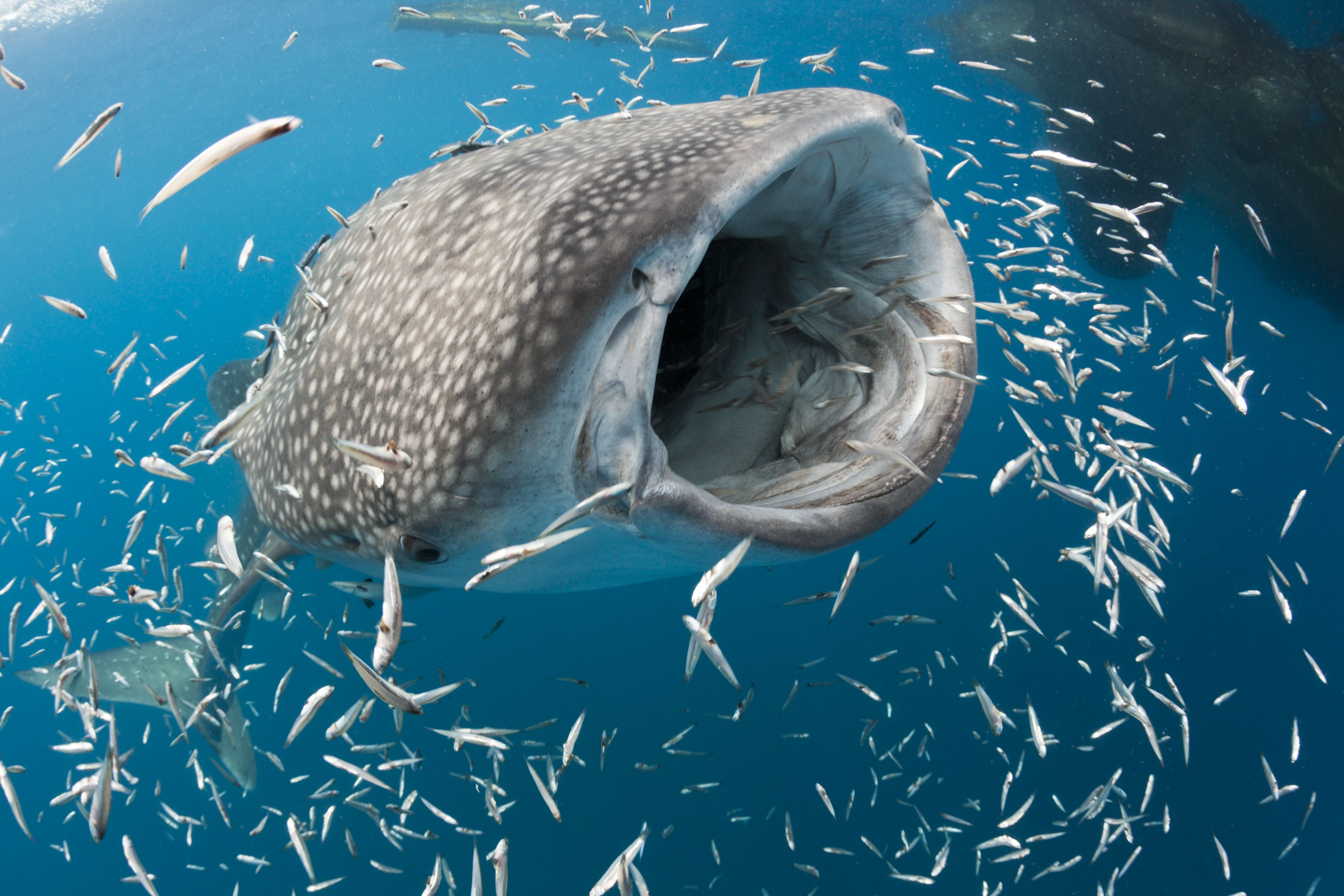 how-much-food-does-a-whale-shark-eat-per-day-food-ideas