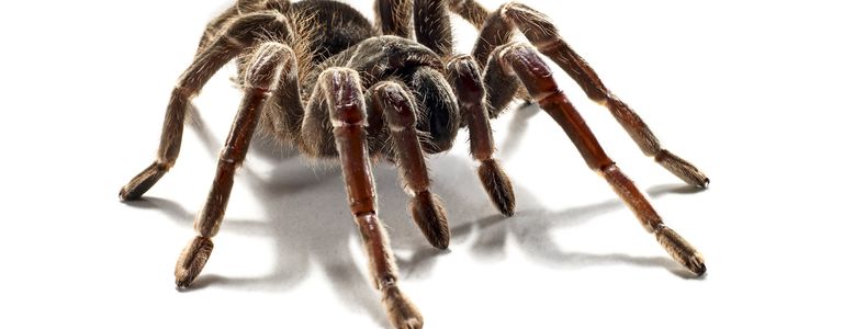 tarantula leg erebus wiki